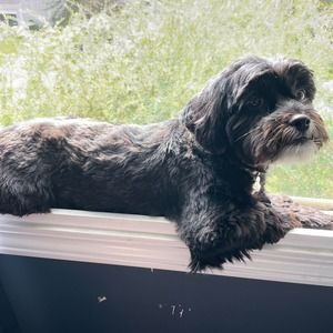 Meet your Posher, Pearl